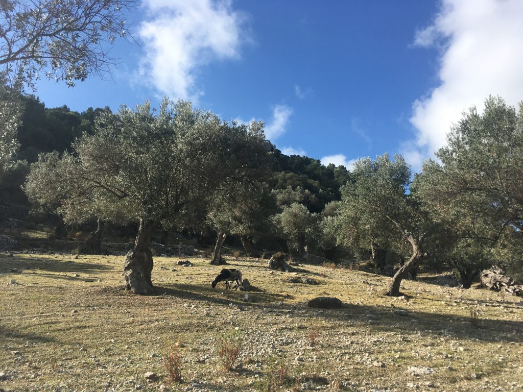Terraced olive groves in Mallorca's Serra de Tramuntana